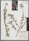 Foto von Salix alba L.